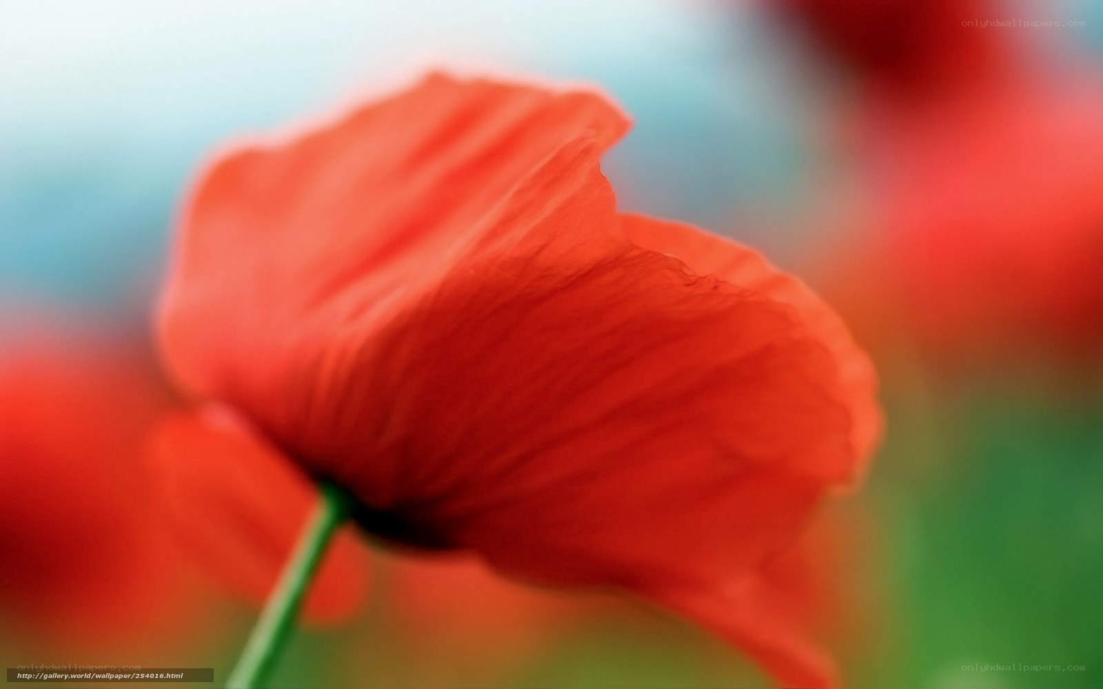 Red poppy in soft focus