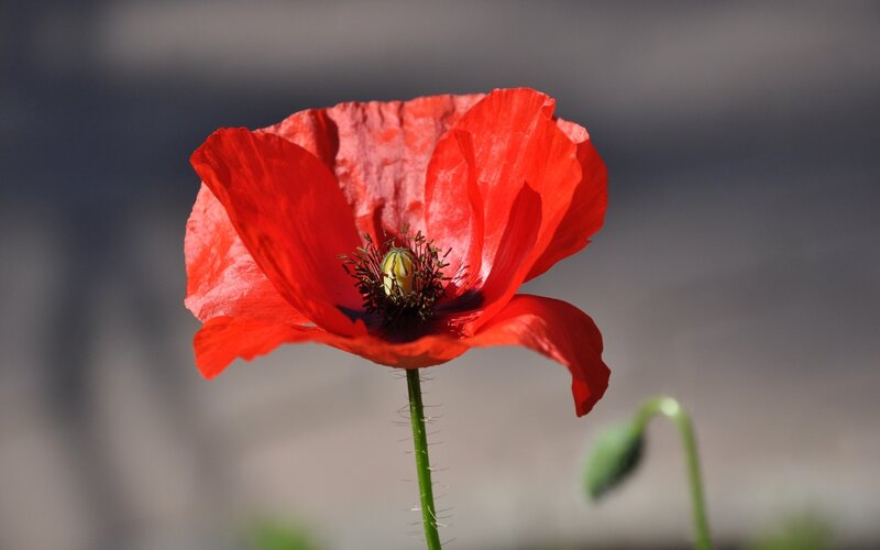Red poppy in sunlight