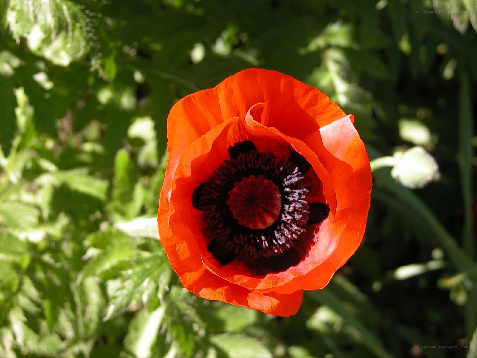 Red poppy in sunlight