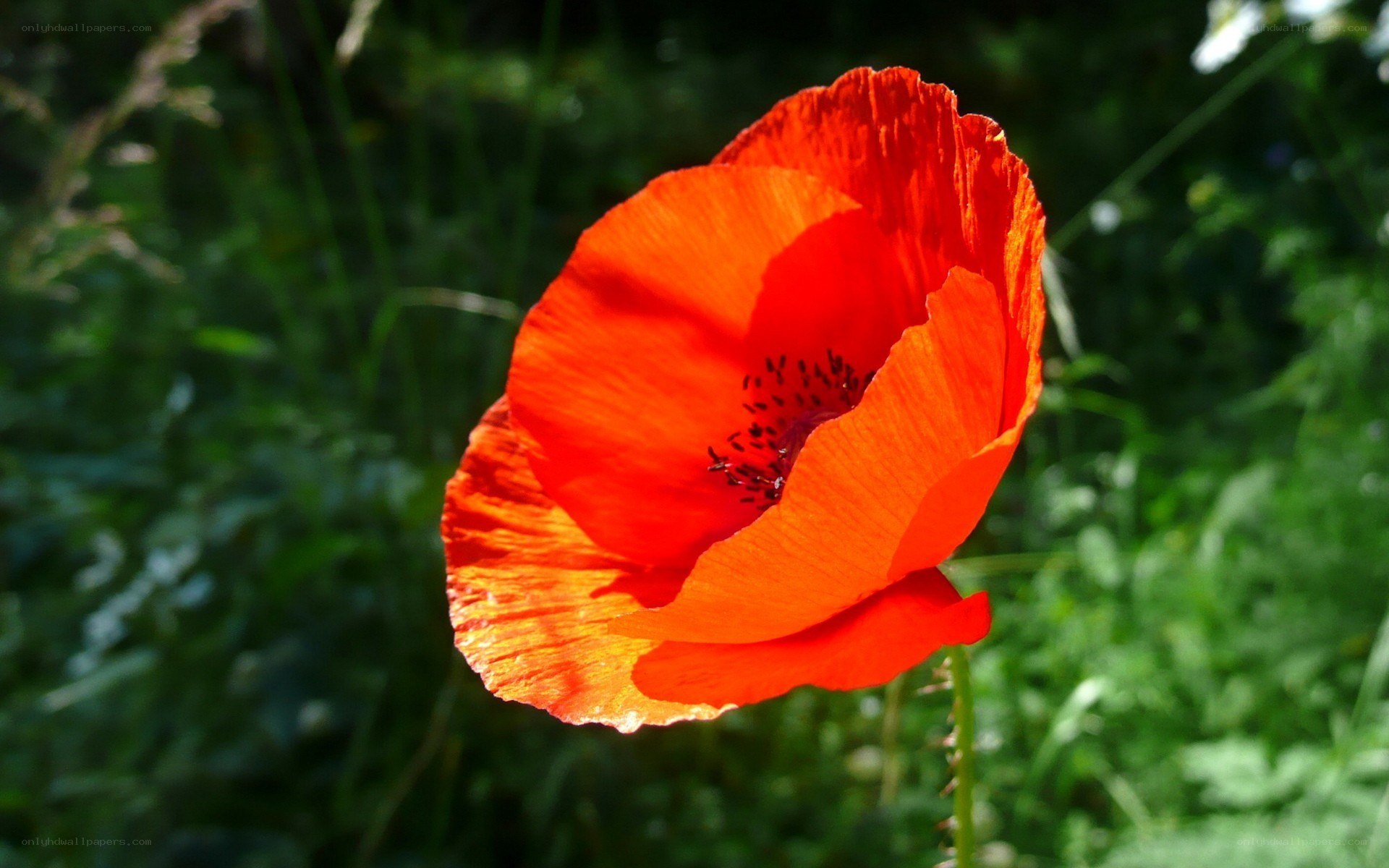 Red poppy in sunlight