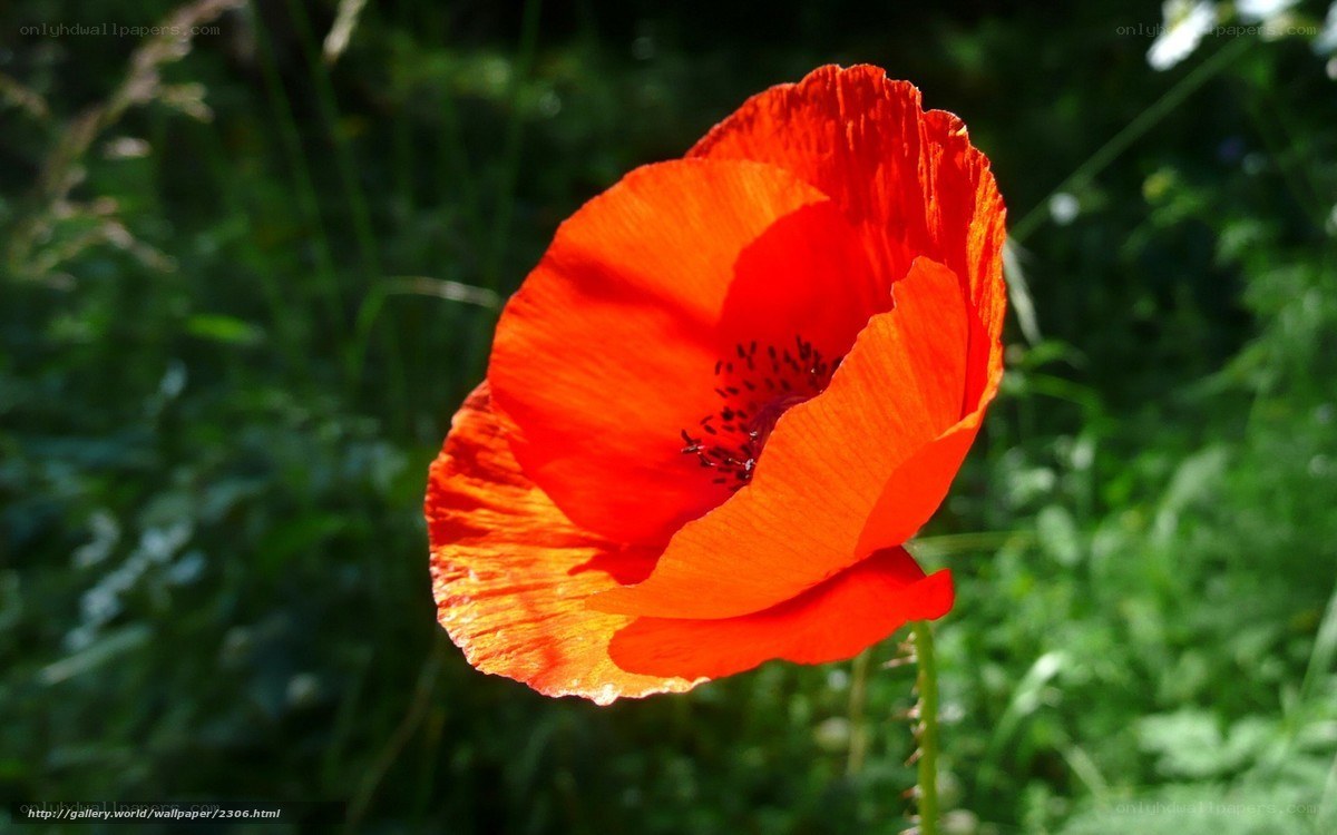 Red poppy in sunlight