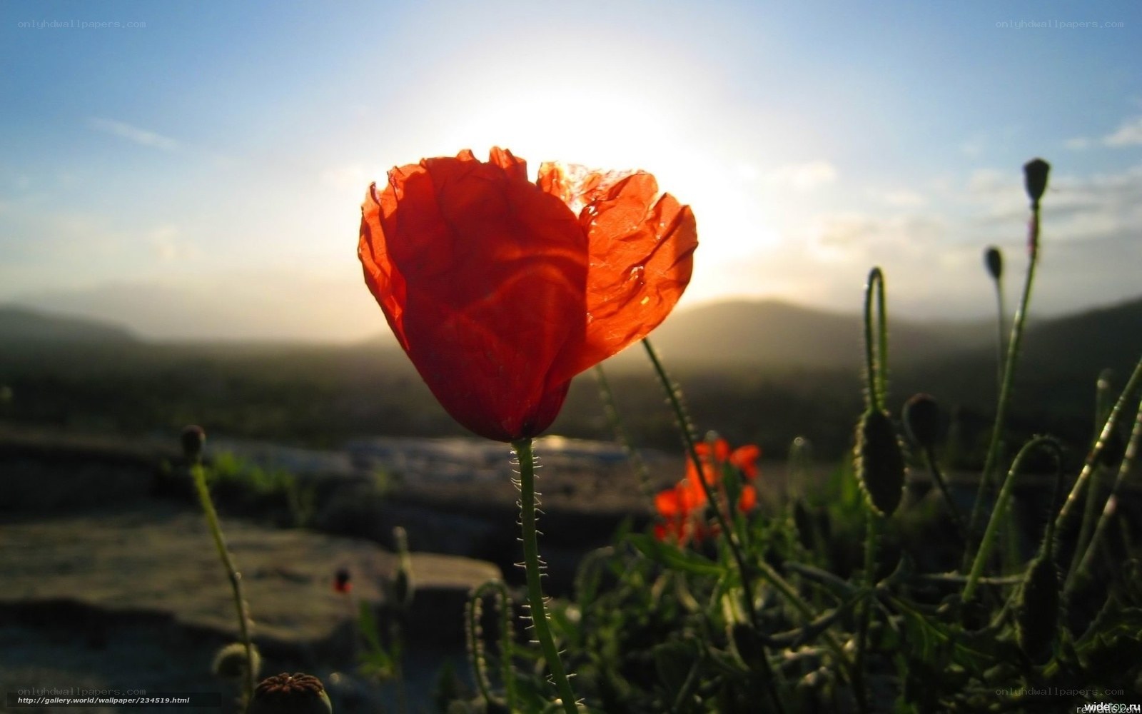 Red poppy in sunset light