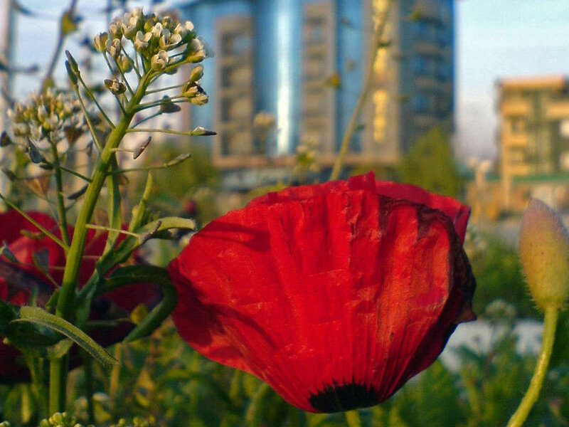Red poppy in urban garden