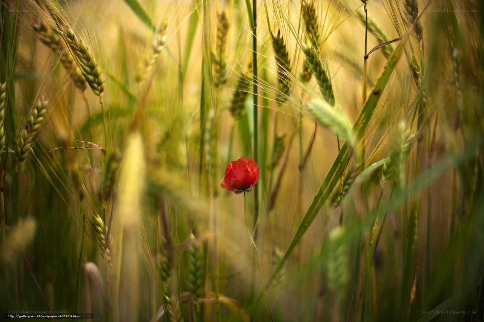 Red poppy in wheat field