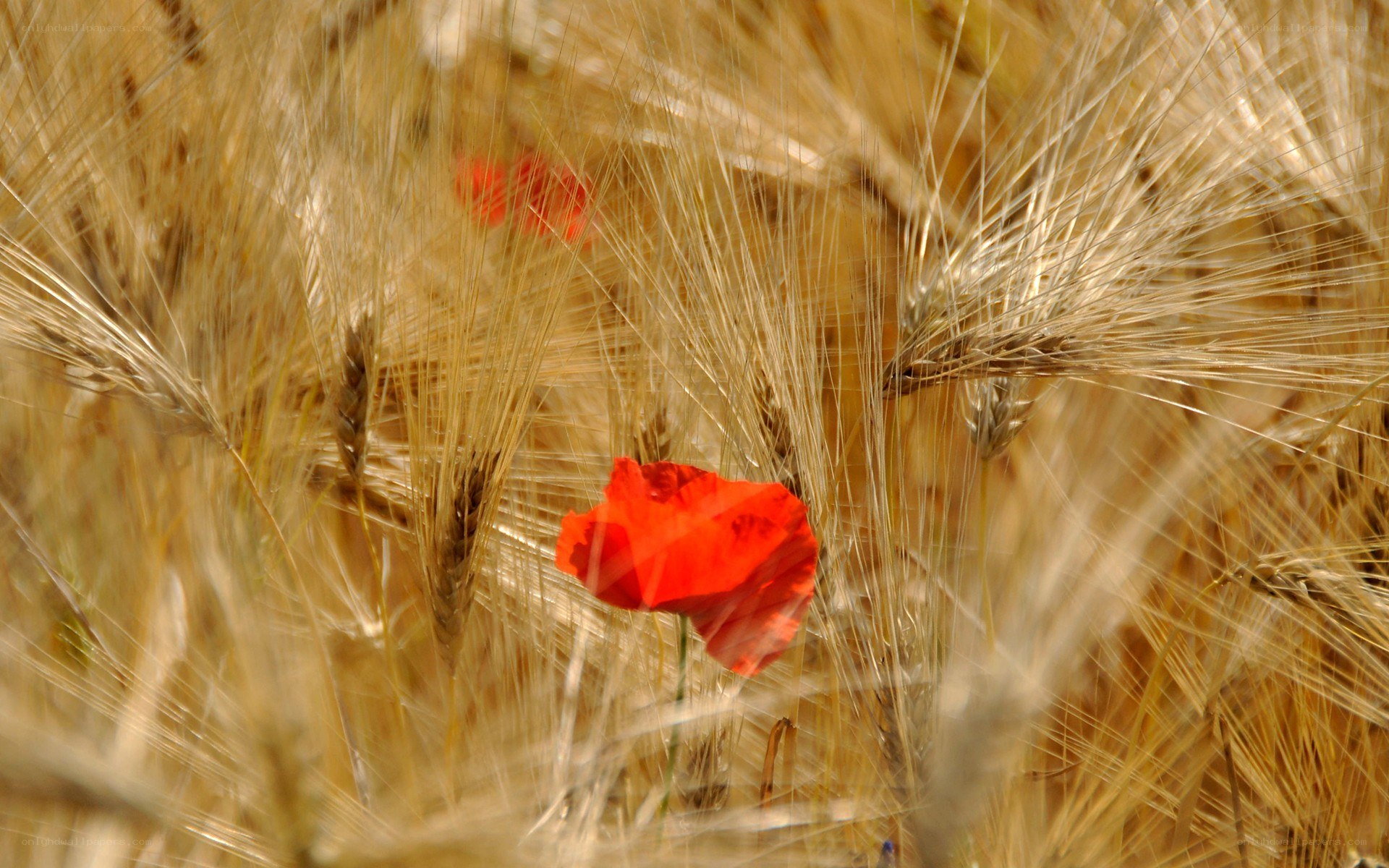 Red poppy in wheat field