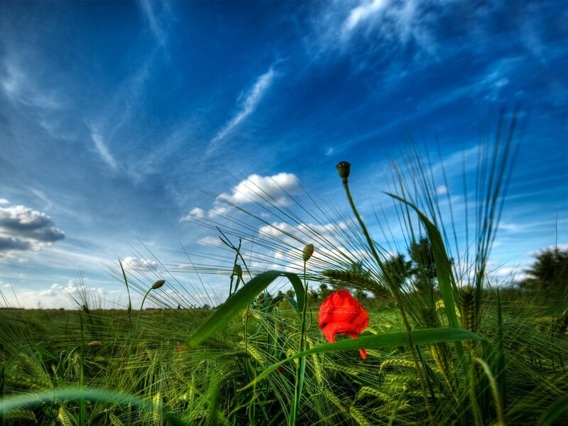 Red Poppy in Wheat Field — Blue, Serene