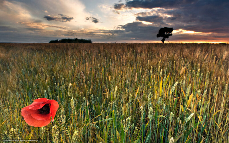 Red Poppy in Wheat Field — Dramatic