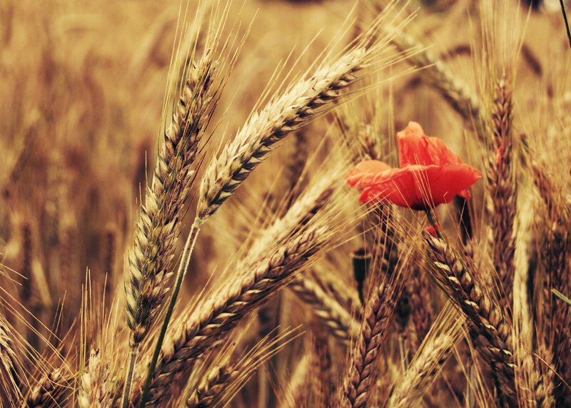 Red Poppy in Wheat Field — Gold