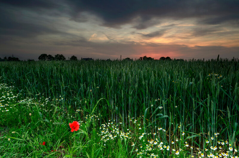 Red Poppy in Wheat Field — Green, Dramatic
