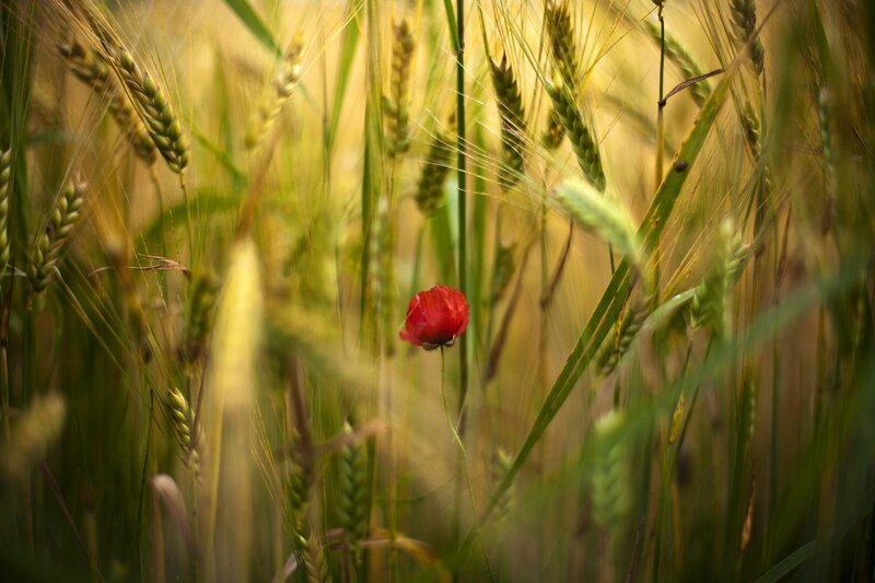 Red Poppy in Wheat Field — Green, Serene, Afternoon, Photograph, Grass, Flower