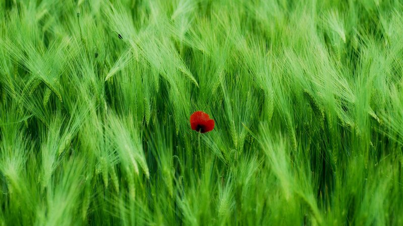 Red Poppy in Wheat Field — Green, Serene, Spring