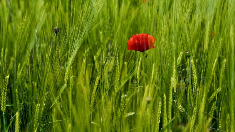 Red Poppy in Wheat Field — Green, Serene, Summer