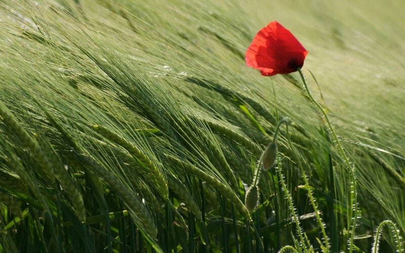 Red Poppy in Wheat Field — Green, Serene