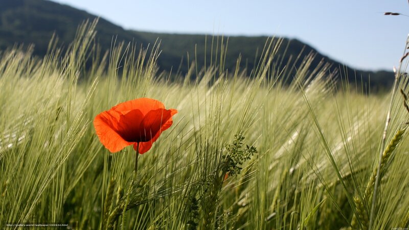 Red Poppy in Wheat Field — Green