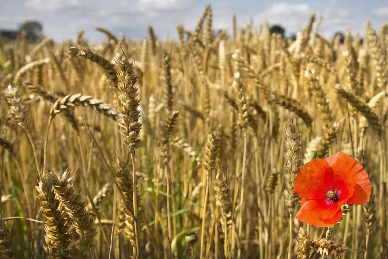 Red Poppy in Wheat Field — Orange