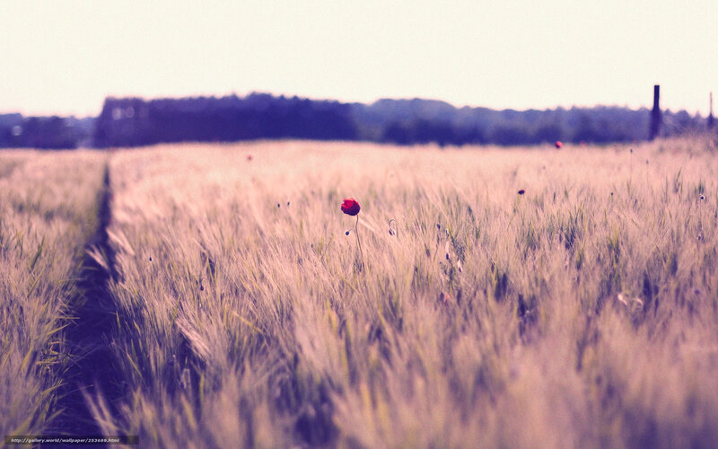 Red Poppy in Wheat Field — Purple