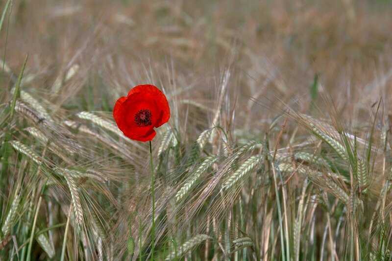 Red Poppy in Wheat Field — Serene, Afternoon, Photograph, Flower