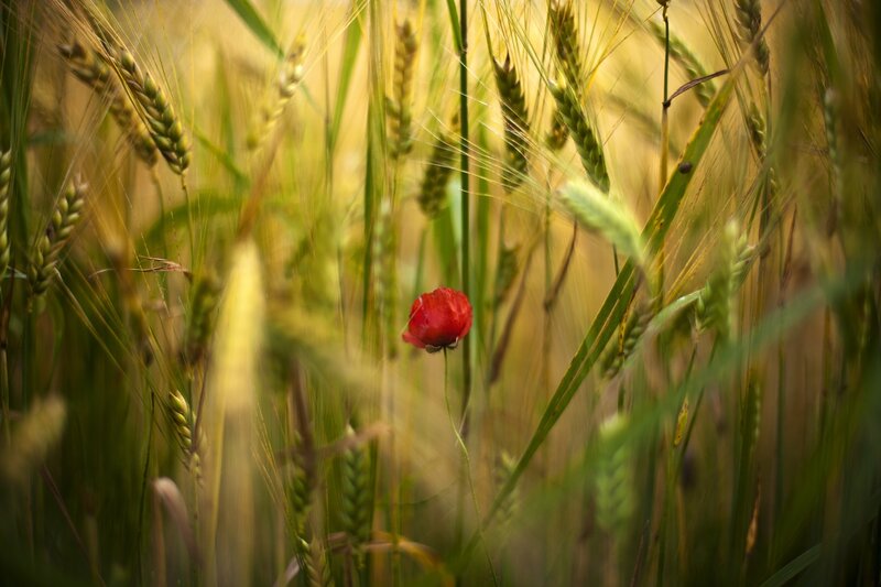 Red Poppy in Wheat Field — Serene, Afternoon, Photograph, Grass, Flower