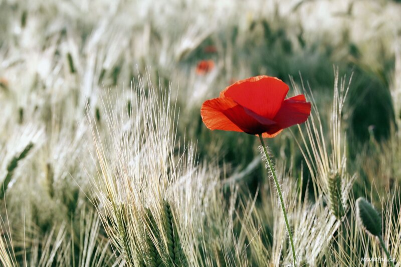 Red Poppy in Wheat Field — Serene, Afternoon, Photograph, Grass