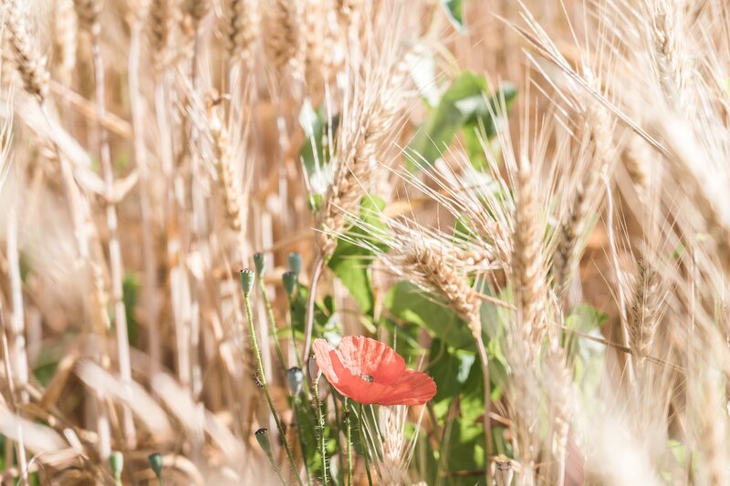 Red Poppy in Wheat Field — Serene, Afternoon, Photograph, Poppy Buds