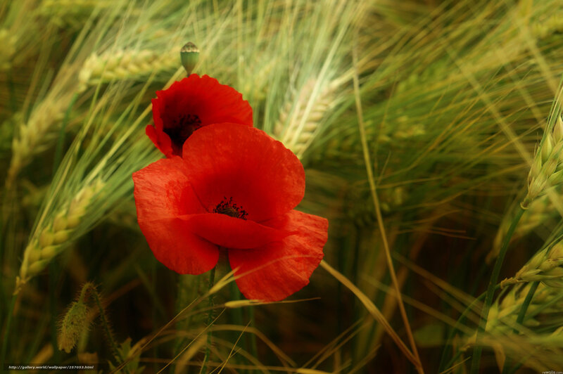 Red Poppy in Wheat Field — Serene, Afternoon, Photograph, Seed Pod