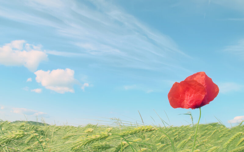 Red Poppy in Wheat Field — Serene, Afternoon, Photograph, Sky