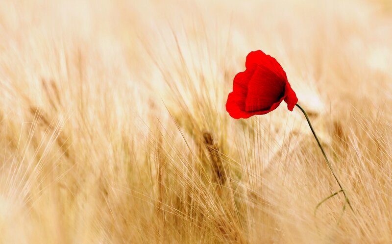 Red Poppy in Wheat Field — Serene, Afternoon, Photograph, Stem