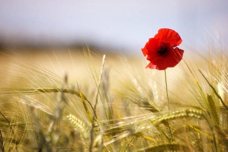 Red Poppy in Wheat Field — Serene, Afternoon