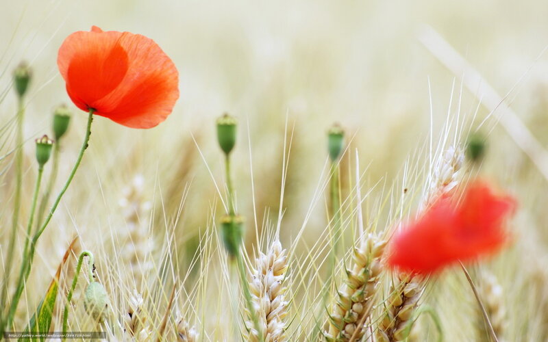 Red Poppy in Wheat Field — Serene, Summer, Photograph, Buds
