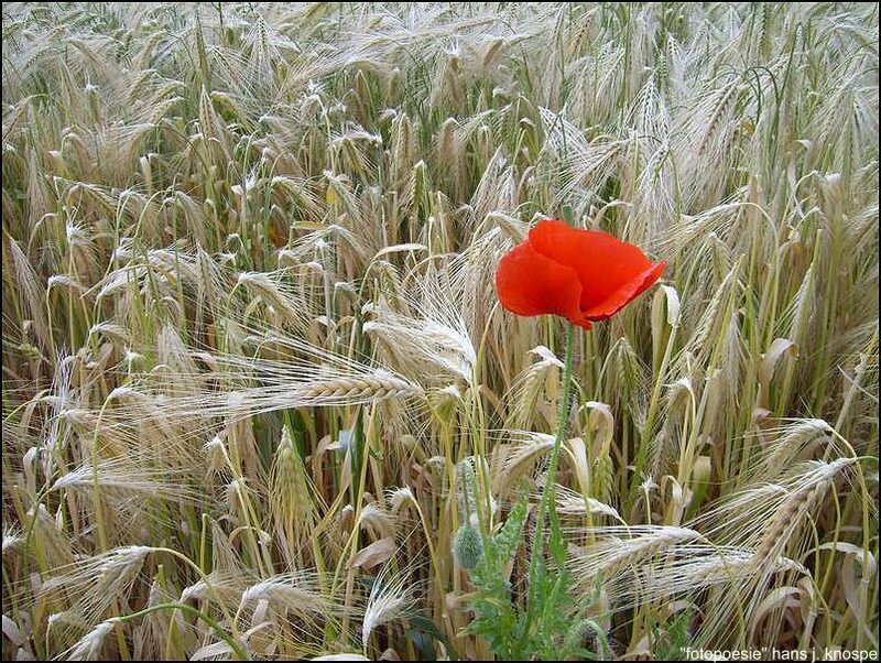 Red Poppy in Wheat Field — Serene, Summer