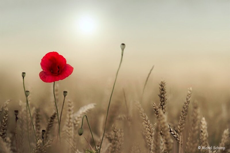 Red Poppy in Wheat Field — Serene, Sunset