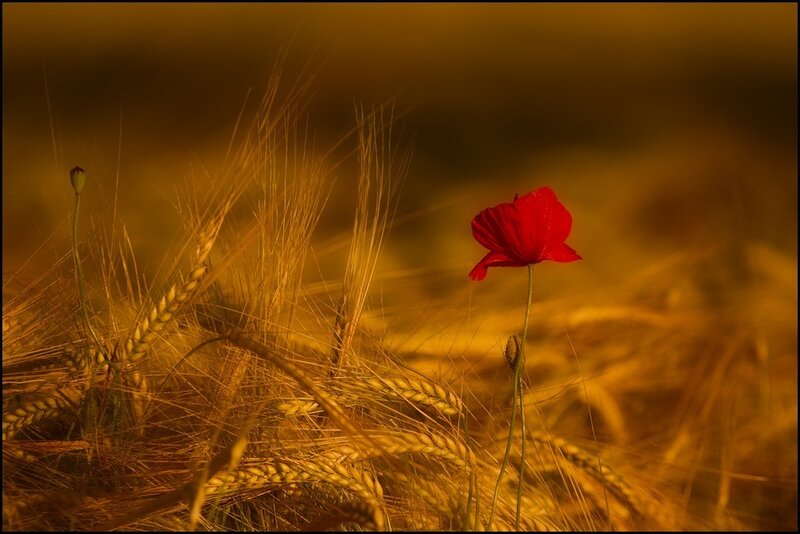 Red Poppy in Wheat Field — Serene