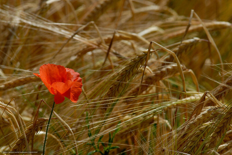 Red poppy in wheat field