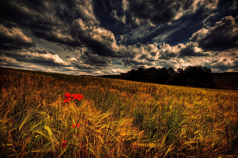 Red Poppy in Wheat Field — Yellow, Dramatic, Afternoon