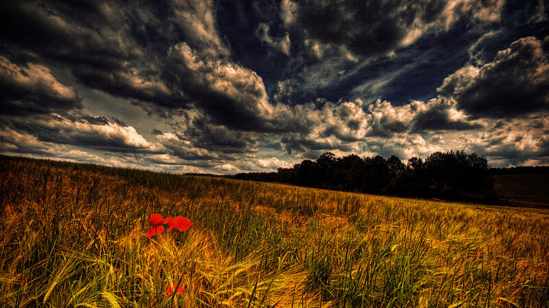 Red Poppy in Wheat Field — Yellow, Dramatic