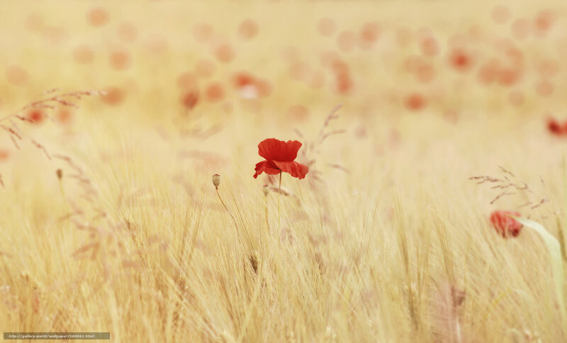 Red Poppy in Wheat Field — Yellow, Serene