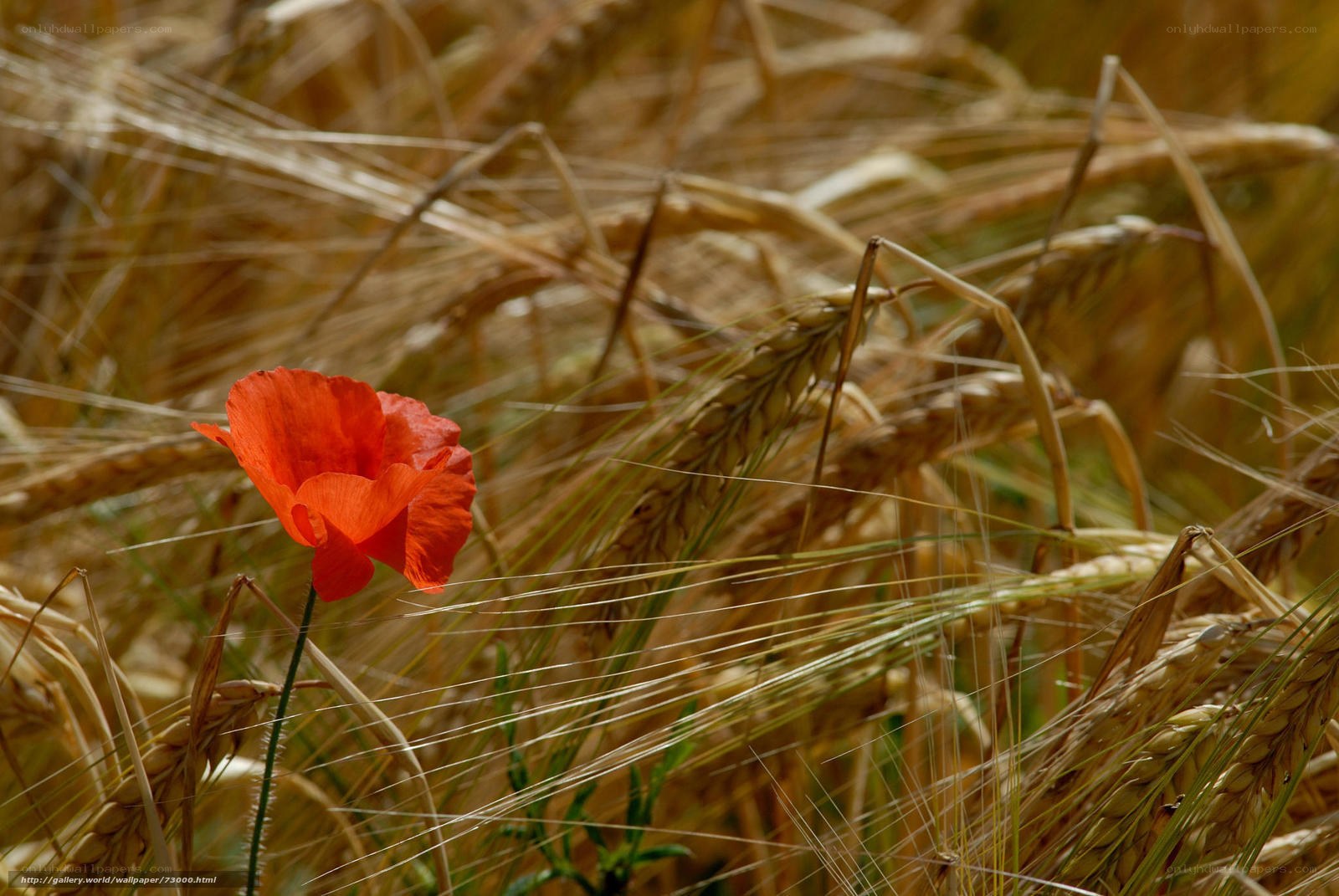 Red poppy in wheat field