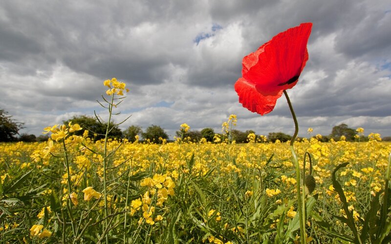 Red Poppy in Yellow Field — Dramatic, Afternoon