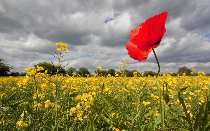 Red Poppy in Yellow Field — Dramatic