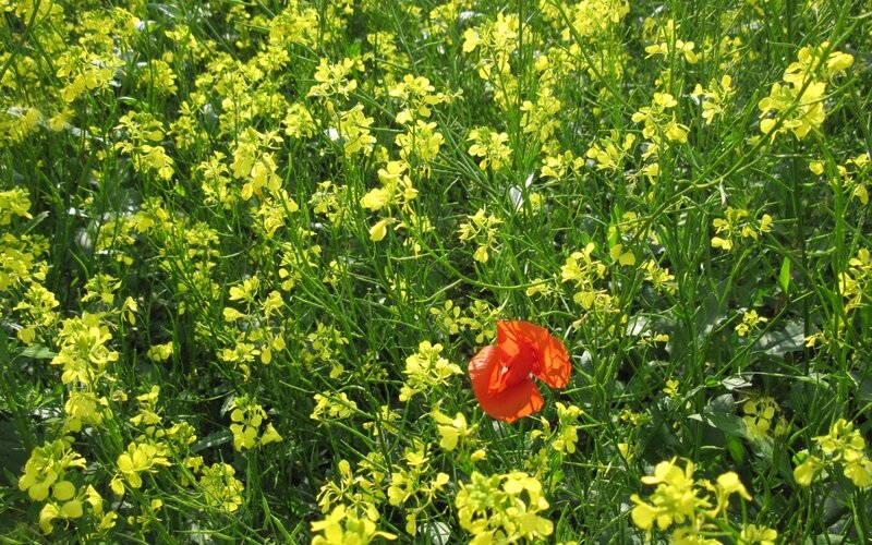 Red Poppy in Yellow Flowers — Serene