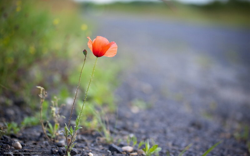 Red poppy on a gravel path