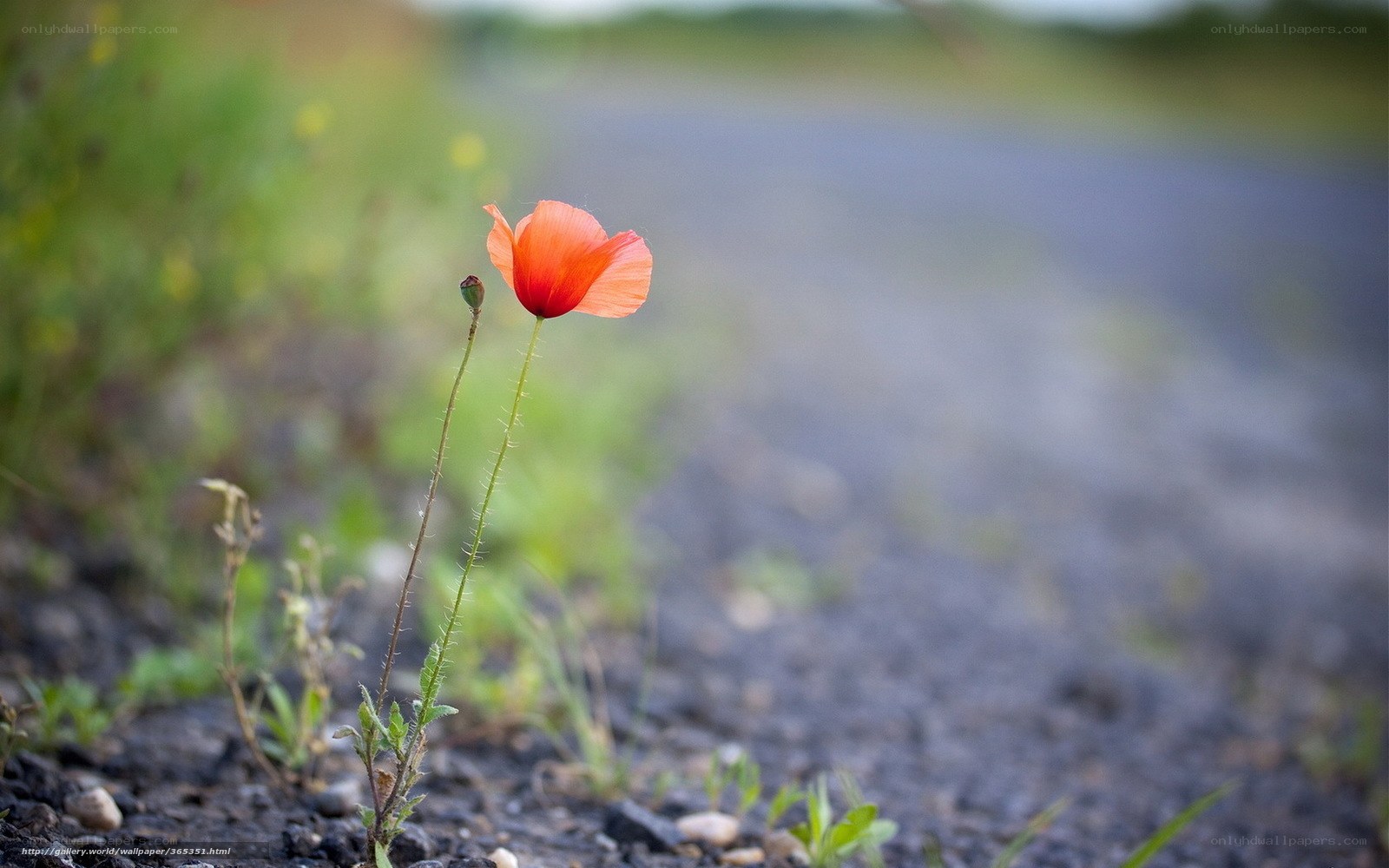 Red poppy on a gravel path