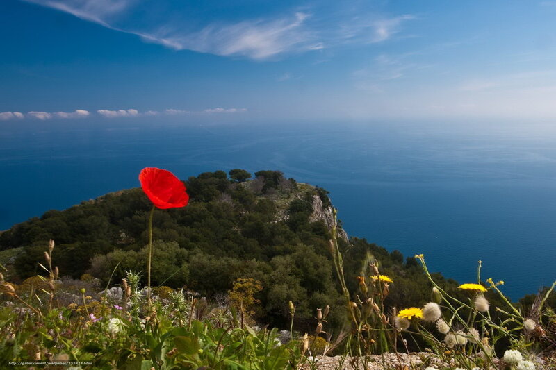 Red Poppy on Cliff — Blue