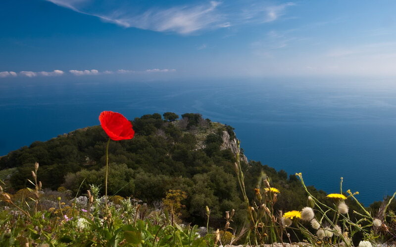 Red Poppy on Cliff