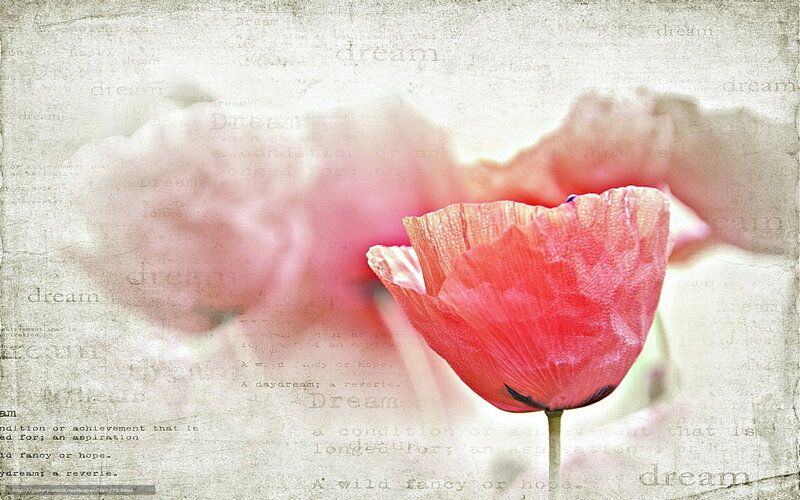 Red poppy on dreamy background