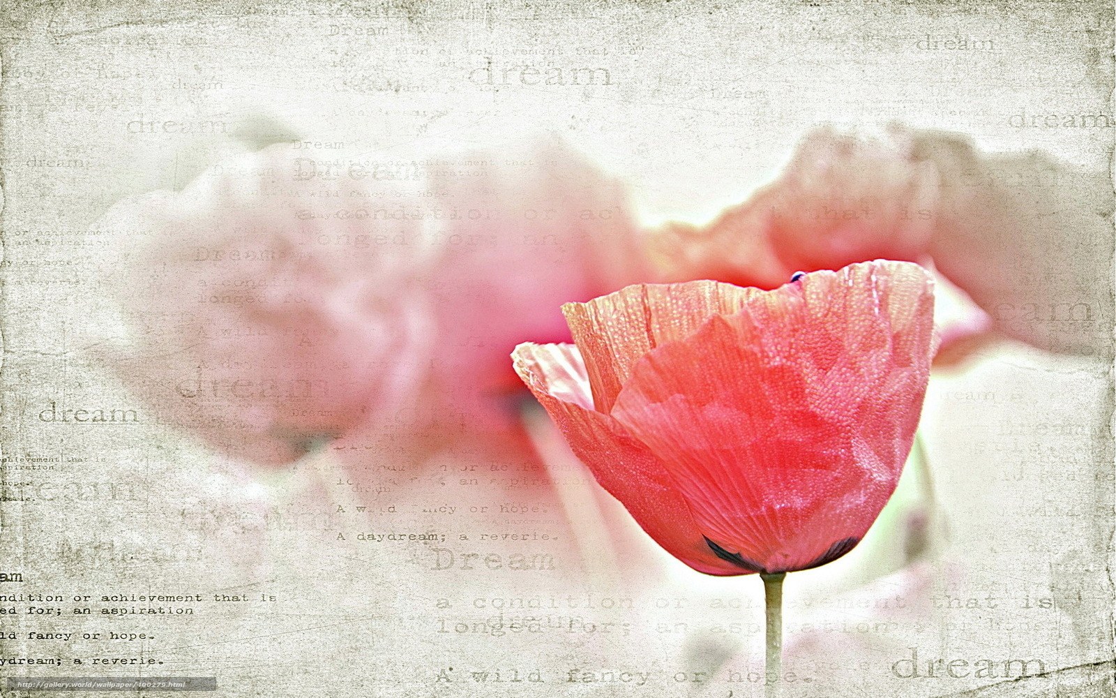 Red poppy on dreamy background