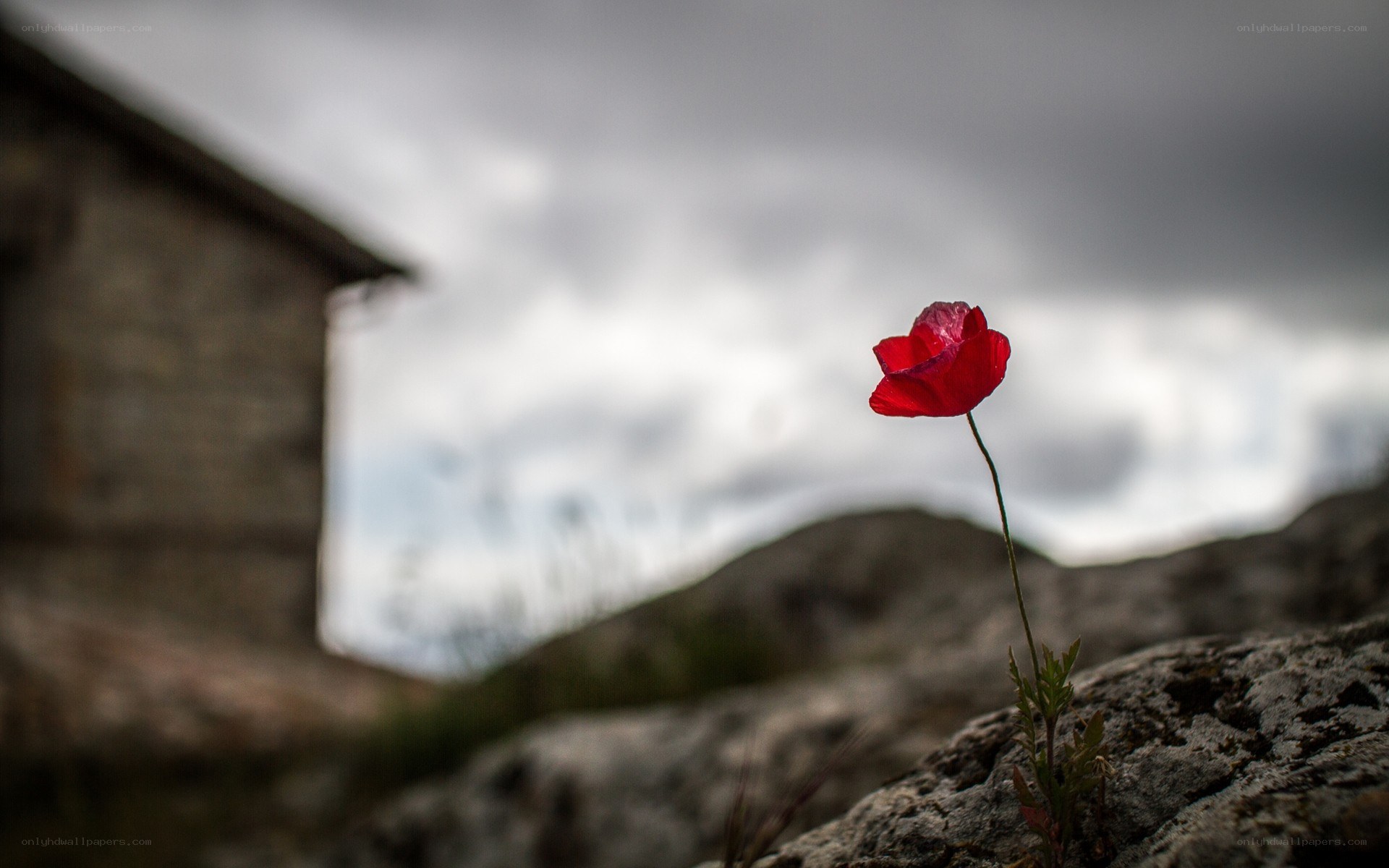 Red poppy on rocky ground