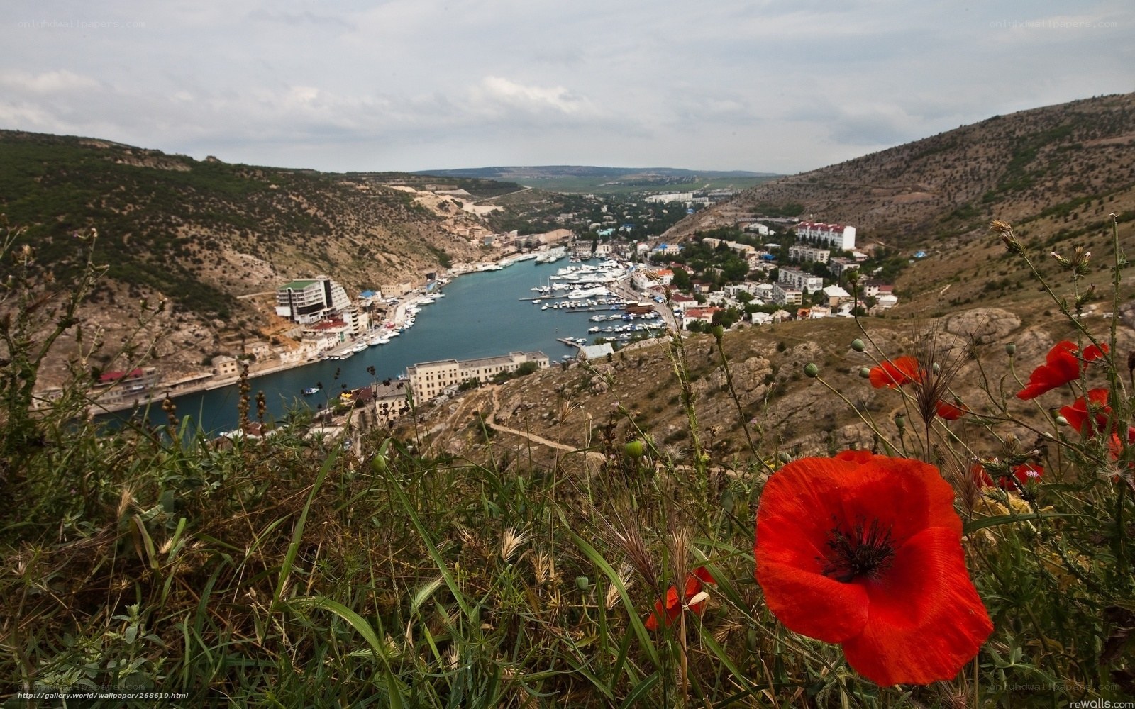 Red poppy overlooking coastal town