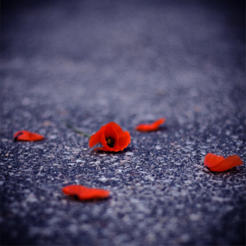 Red Poppy Petals