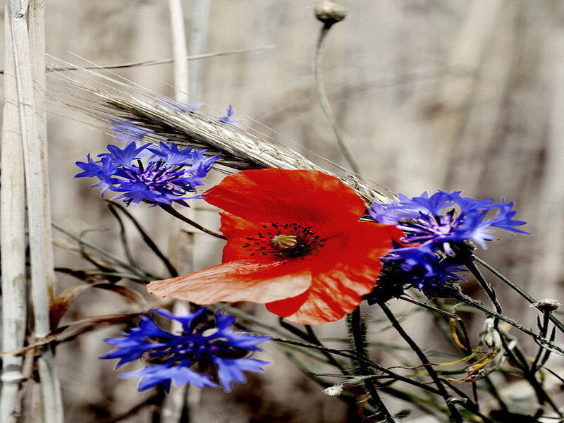 Red poppy with blue cornflowers